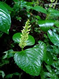 Image result for Plectranthus verticillatus