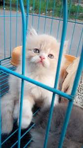 Lalu berapakah harga kucing persia ini? Perbedaan Kucing Persia Peaknose Dan Persia Flatnose Binatang Peliharaan