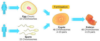 Sexual Reproduction Definition Stages Process Examples