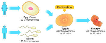 sexual reproduction definition stages process examples