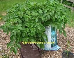 How To Grow Potatoes In Containers Gardenfocused Co Uk