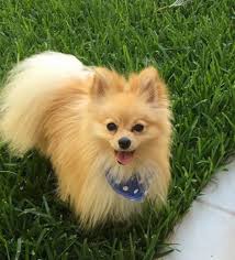 Perro Macho De Raza Pomeranian Se Perdio En Coahuila De Zaragoza Torreon