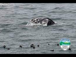 The dockside charters whale watching fleet features 50 foot delta charter boats that are clean and comfortable, united states coast guard inspected and certified. March 25th Live From The Depoe Bay Whale Watching Center Spring Whale Watch Week Day 2 Youtube
