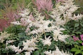 Growing of astilbe, care and planting of astilbe. Astilbe Planting And Care Tips Mygarden Com