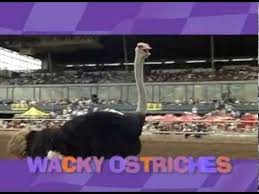 Emerald downs camel & ostrich racing tv commercial. Camel And Ostrich Racing At Turf Paradise Saturday March 29 2014 Youtube