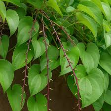Image result for Dioscorea alata