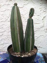 The mexican fencepost cactus is native to southern mexico. Mexican Fencepost Cactus Cactus Cactus Plants Garden Plants