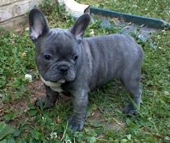 I provide a 12 month health guarantee, health certificate,. Family Magazine Mini French Bulldog Rescue