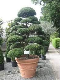 Camellia Sasanqua In Japanese Garden Cloud Pruning Google Search Jardin Japonais Deco Jardin Jardin Zen