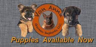 Don't miss what's happening in your neighborhood. Quality Show Bred German Shepherd Puppies At Von Anna German Shepherds