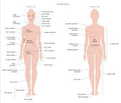 Male and female body with organs. Human Anatomy Solution Conceptdraw Com