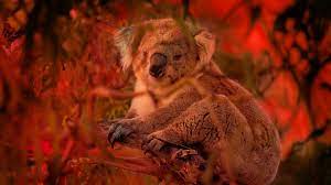 Australian Bushfire Rescue About Nature Pbs