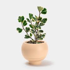 Image result for Ficus triangularis