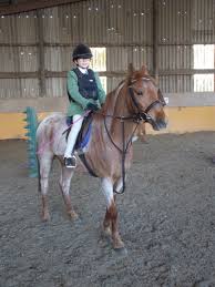 Reggy. 14hh 9 yr old Arab x, all round pony-SOLD -  firtreeequestriancentre.co.uk