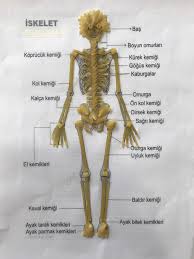 Makarna Ile Iskelet Yapimi Fen Ve Teknoloji Odevi Kelebekler Boncuk