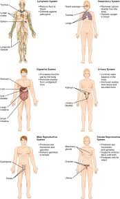 Get female body parts name in the english language. 1 1 3 Structural Organization Of The Human Body