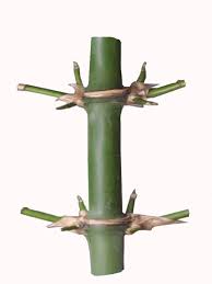 Check spelling or type a new query. Pring Pethuk Indonesianmyth