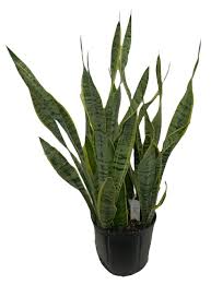Image result for Sansevieria trifasciata