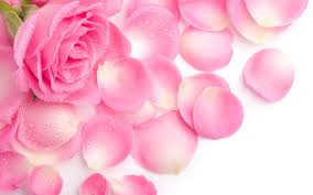 Hand painted pink rose and peony wallpaper pink floral flowers nursery decor mural peel & stick gray leaf pinky rose girls bedroom wallpaper mongdecor 4.5 out of 5 stars (356) Download Love Pink Wallpaper Which Is Under The Love Pink Rose Background Hd 2560x1600 Wallpaper Teahub Io