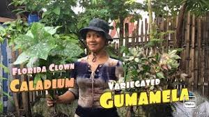 Maybe you would like to learn more about one of these? Ang Daming Malulusog Na Florida Clown Caladium At Beautiful Variegated Gumamela Plant Hunting Again Youtube