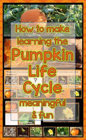 how to make the pumpkin life cycle meaningful fun for