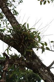 Caularthron Bilamellatum In Situ Growing As An Epiphyte Plants Epiphyte Orchid Flower
