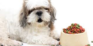 Shih poo dog info size 8 to 15″ weight 8 to 18 pounds lifespan 10 to 15 years breed type mixes and more Why Does My Shih Tzu Eat Everything Grass Poop Sticks Dirt Paws And Learn