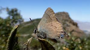 Image result for Satyrium sceptrum
