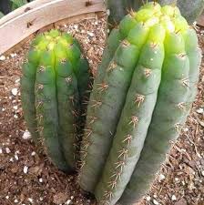 But, in addition, the san pedro cactus is a plant that can help to cleanse the body, since this alkaloid also produces in most cases vomiting and diarrhea that allow the body to cleanse of all. Name This Clone I Ll Send The First One To Get It Right Some Random Trichocereus Seeds I Won T Be Around Tonight But I Ll Check Back Tomorrow If I Ve Shared It With
