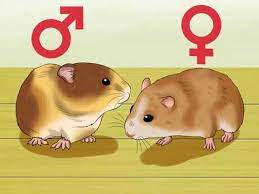 My pregnant hamster should have had a baby yesterday. Know When Your Hamster Is Pregnant Youtube