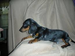 Daily posts of puppies and dogs available for adoption in the raleigh, nc. Dachshund Puppies Pets And Animals For Sale North Carolina