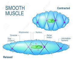 Smooth and cardiac muscle are contractile cells found in the walls of blood vessels and the heart, respectively. Muscle Cell Anatomy Anatomy Drawing Diagram