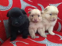 We look forward to helping you find your next family member. Cute Xmass Pomeranian Puppies For Sale Fort Wayne For Sale Fort Wayne Pets Dogs