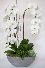 They are not only popular for their staying power, but offer a colorful, bright look in a wedding bouquet. Elegant Modern Orchid And Succulent Arrangement Del Mar Florist Flower Delivery Del Mar 92014 Societe Fine Flowers