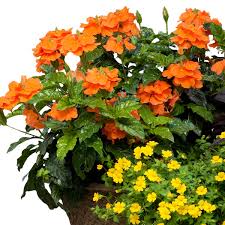 Image result for Crossandra mucronata