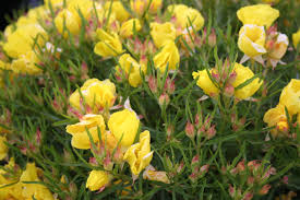 Image result for Vepris drummondii