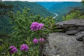 It grows naturally as far north as quebec and ontario and south to mississippi, georgia, and alabama. Which West Virginia Rhododendron Bears The State Flower West Virginia Explorer