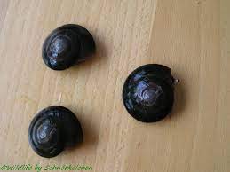 Tentacles are distinctively striped black and white. Caracolus Excellence Wildlife Photo Gallery Tieres Webseite