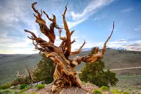 Oldest Tree In The World Google Search With Images Bristlecone Pine Old Trees Famous Trees