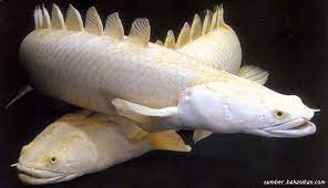 Kolam ikanmu dijamin lebih cantik, deh! 13 Ikan Hias Air Tawar Yang Gampang Dipelihara Tidak Mudah Mati
