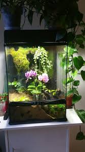 Terrarium Aquatique Mousses Orchidees Plante Carnivore Ficus Plante Carnivore Ficus Orchidee