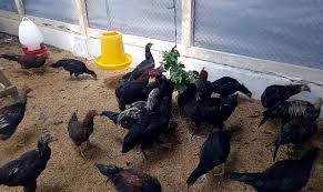 We did not find results for: Indigofera Hijauan Pakan Tingkatkan Kualitas Telur Ayam Kampung Di Bbpkh Cinagara Suara Jabar Satu