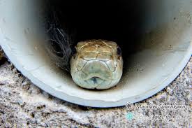 家の守り神であるニホンヤモリ・アオダイショウと、日本の国鳥キジ | 山川自然誌研究所