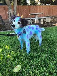 Some people have been fined for dyeing their dogs. Opawz Permanent Dye For Dog And Horse Dog Dye Dog Hair Dye Creative Grooming