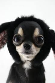 Animals Wildlife Birds Hawk Pets Chihuahua Chihuahuaclotes Chihuahualonghaired Chihuahua Puppies Cute Animals Cute Chihuahua