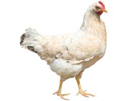 images?q=tbn:ANd9GcRN0H1UQ_oFabwyhHMCDoW3k1OZp2AgYgUCGWdvdU5CZKGx3zVBIg