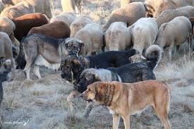 pin ot polzovatelya belinda davis na doske spanish mastin sobaki ispanskij