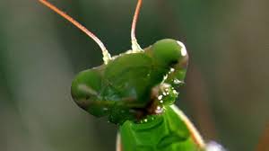Check spelling or type a new query. Male Praying Mantises Have Found A Way To Avoid Getting Eaten During Sex Science