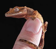Top Crested Gecko Breeders Zoo Reptilia