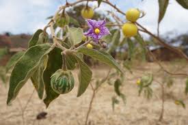 Image result for Solanum supinum